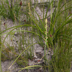 Tritoniopsis parviflora parviflora