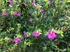 Cuphea hyssopifolia