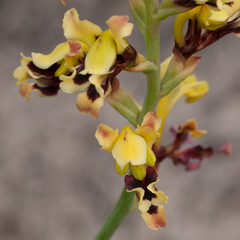 Tritoniopsis parviflora parviflora