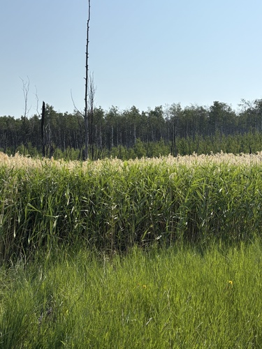 American common reed