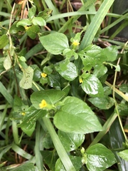 Calyptocarpus vialis