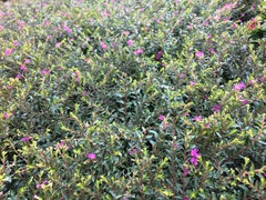 Cuphea hyssopifolia