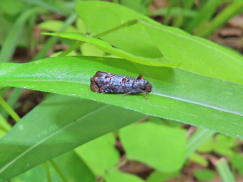 Epiblema coracinana