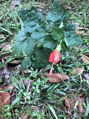 Malvaviscus arboreus