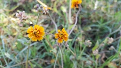 Tridax trilobata