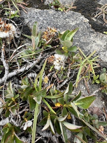 Limestone Willow (Salix calcicola)