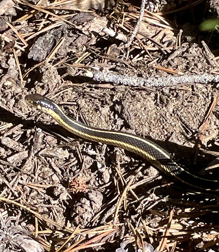 iNaturalist observation photo of Mountain Garter Snake