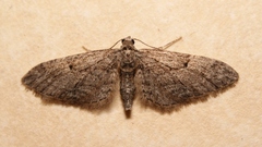 Eupithecia oxycedrata