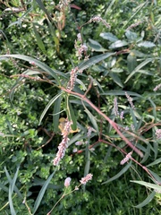 Persicaria glabra