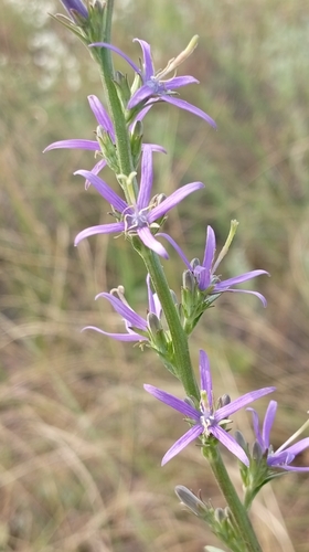 Asyneuma canescens, photograph 3