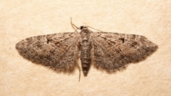 Eupithecia pusillata