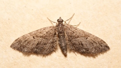 Eupithecia oxycedrata
