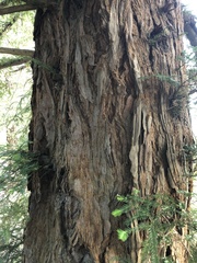 Sequoia sempervirens