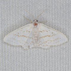 Idaea tacturata