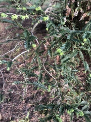 Sequoia sempervirens