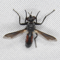 Cylindromyia