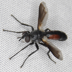 Cylindromyia