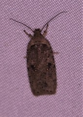 Agonopterix clemensella