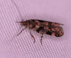 Aristotelia amelanchierella