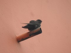 Ptyonoprogne concolor