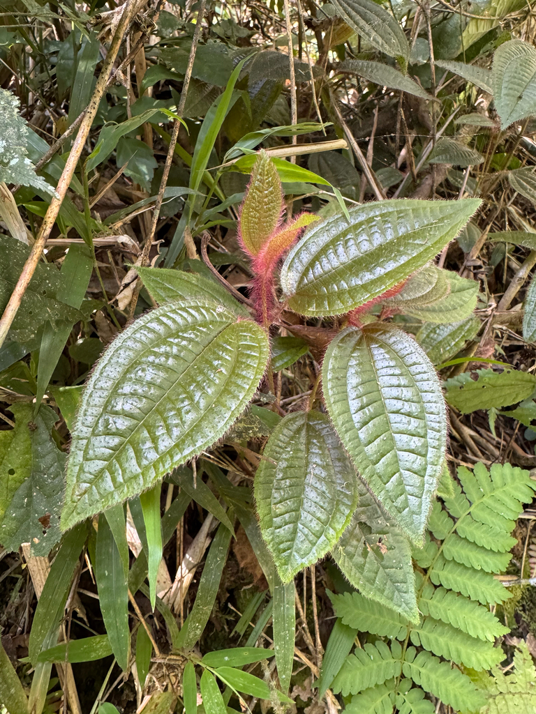 Miconia australis; photograph John Leszczynski, CC BY, iNaturalist via GBIF
