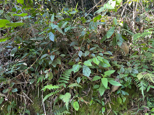 Miconia australis, photograph 1