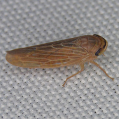 Chlorotettix necopinus