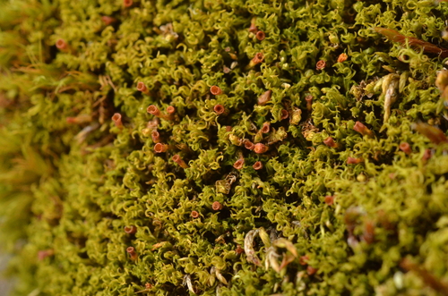 Amphidium lapponicum observed 2025-07-15