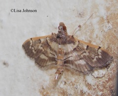Salbia cassidalis