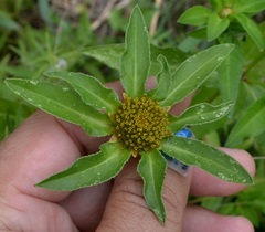 Bidens comosa