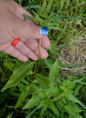 Bidens comosa