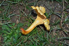 Cantharellus pallens