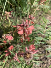 Indigofera sanguinea