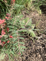 Indigofera sanguinea