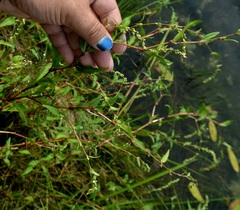 Persicaria hydropiper — photo 2
