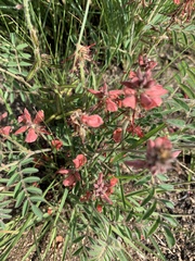 Indigofera sanguinea