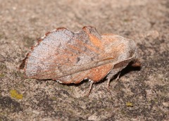 Phyllodesma americana