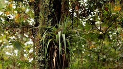 Tillandsia parryi