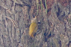 Dryobates passerinus