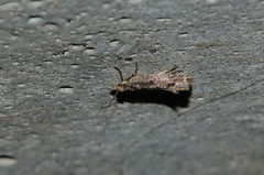 Ypsolopha ustella