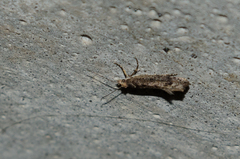 Ypsolopha ustella