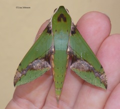 Xylophanes chiron