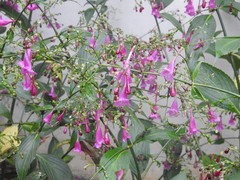 Strobilanthes hamiltoniana