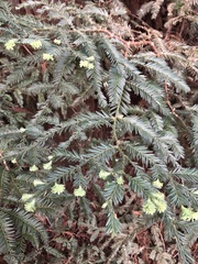 Sequoia sempervirens