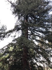 Sequoia sempervirens