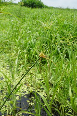 Cyperus giganteus, photograph (c) Oscar Israel Rodríguez Ortiz, some rights reserved (CC BY)