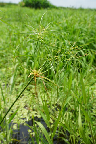 Cyperus giganteus, photograph 3