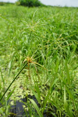 Cyperus giganteus, photograph (c) Oscar Israel Rodríguez Ortiz, some rights reserved (CC BY)