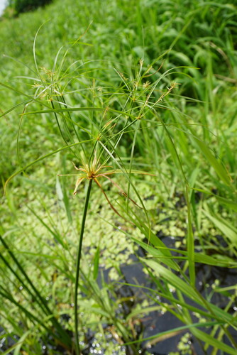 Cyperus giganteus, photograph 5