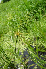 Cyperus giganteus, photograph (c) Oscar Israel Rodríguez Ortiz, some rights reserved (CC BY)